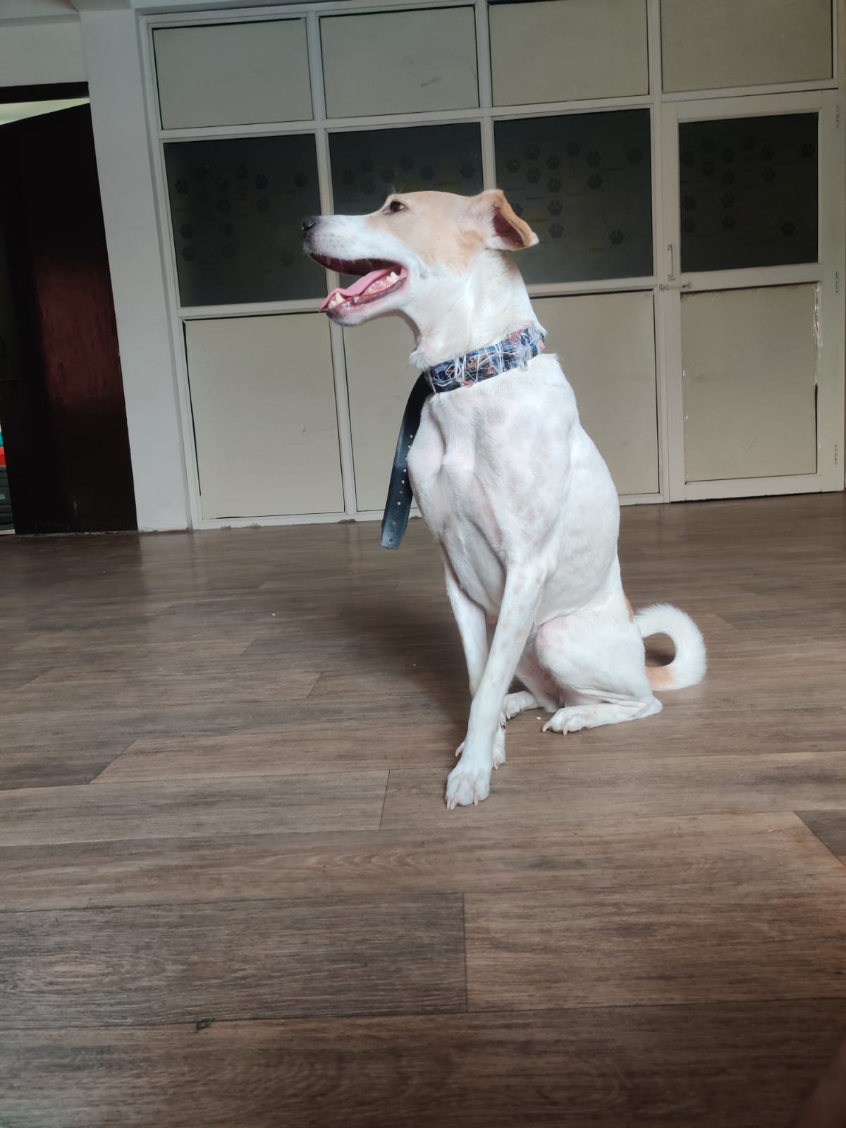 Snoufai Smart Collar