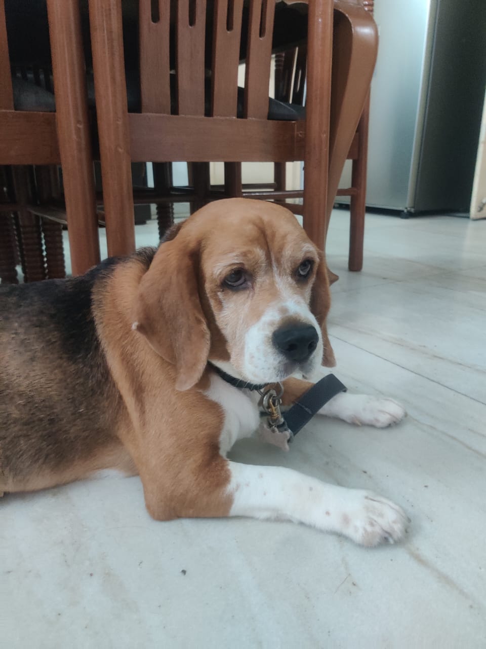 Dog wearing Snoufai Smart Collar