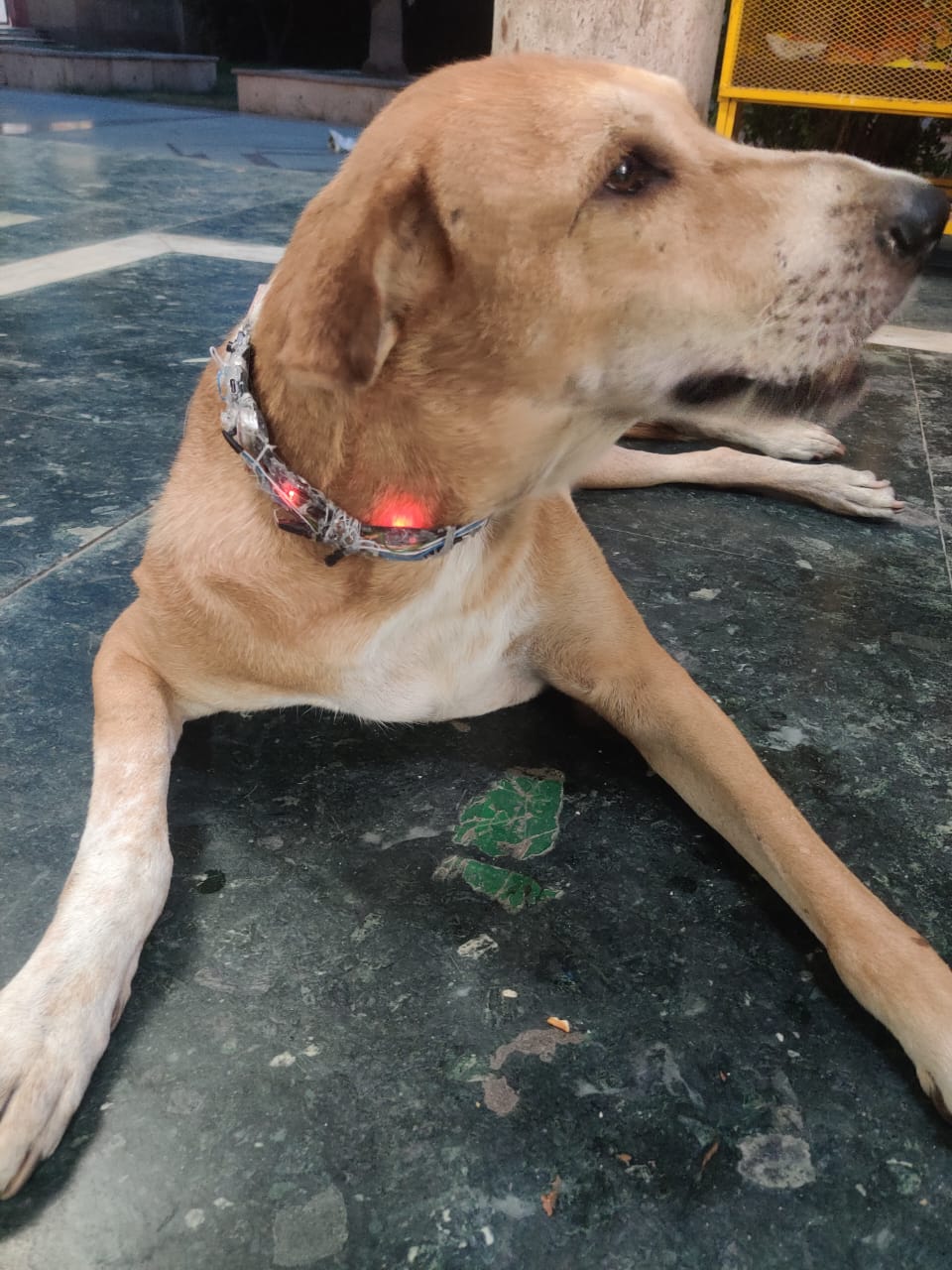 SmartCollar close up